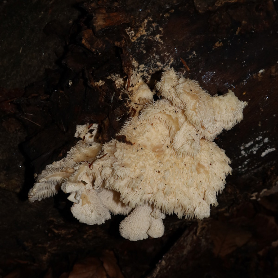 Photo by Claire Williams Hericium cirrhatum by Claire Williams